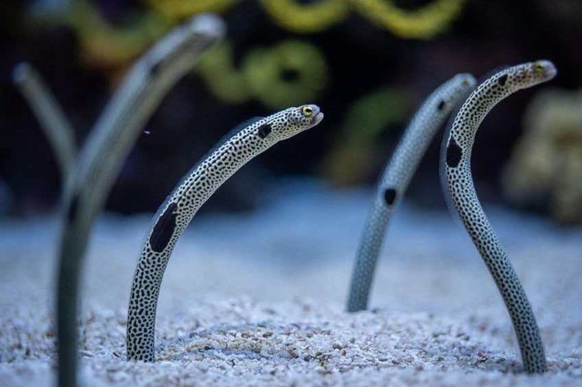 Oceanario | Spotted Garden-Eel 2