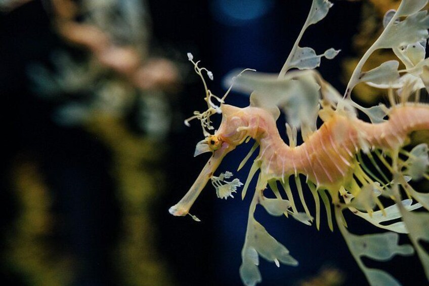 Oceanario | Leafy Seadragon 5
