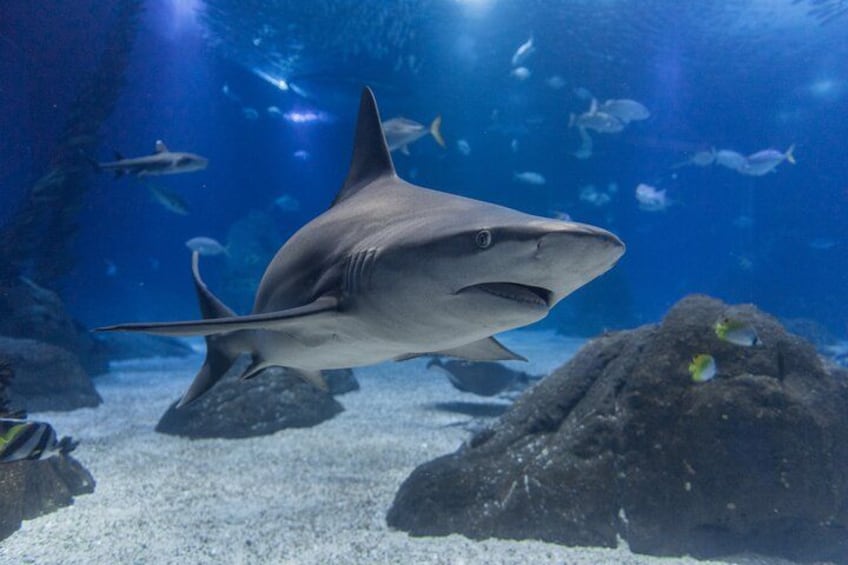 Ein Hai schwimmt in einem Aquarium mit Steinen und anderen Fischen. 1