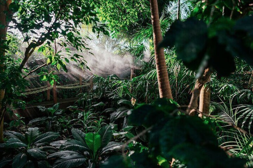 Tæt, tropisk skov med forskellig vegetation, herunder brede blade og palmer. 4