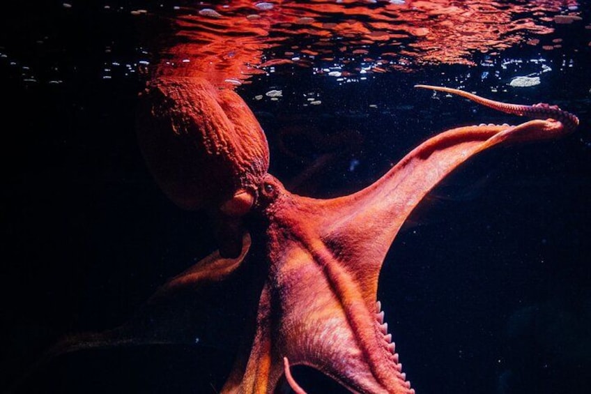 Ein Oktopus im Wasser. 2