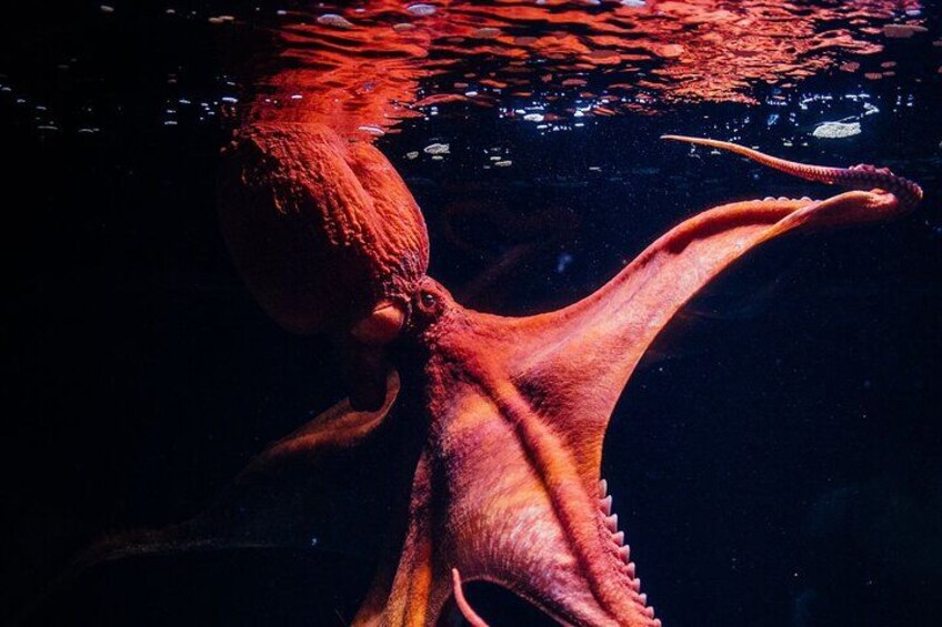 Oceanario | Giant Pacific Octopus 3