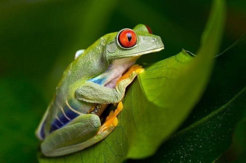 Oceanario | Red Eyed Frog 3