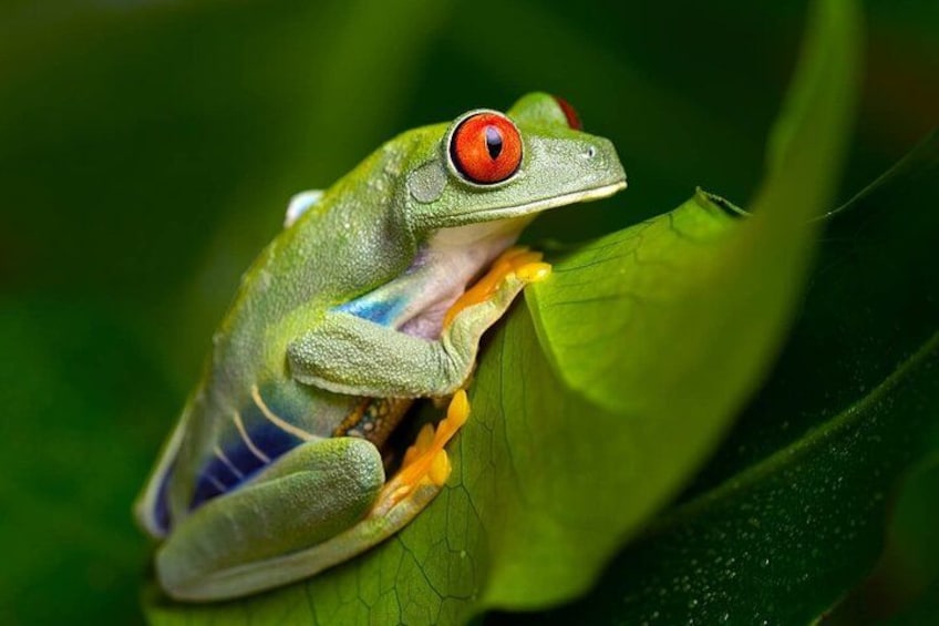 Oceanario | Red Eyed Frog 2