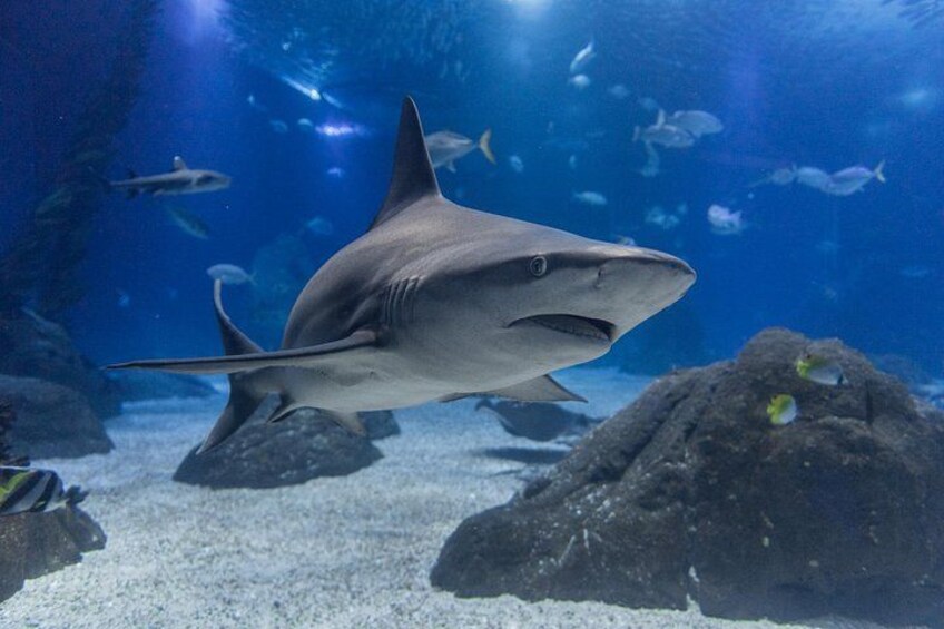 Un requin nage dans un aquarium, avec des rochers et d’autres poissons en arrière-plan. 1