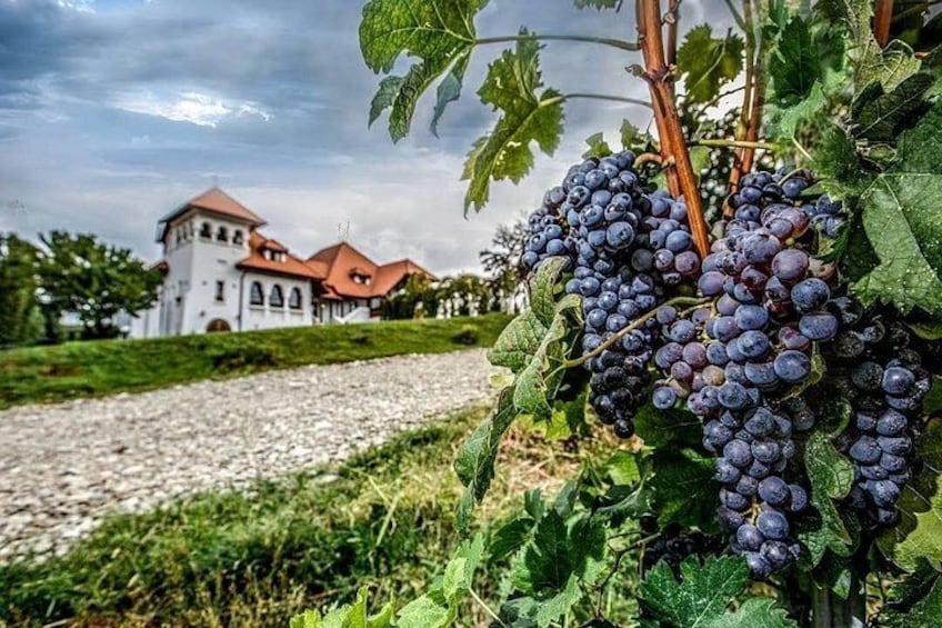 Viñedo con parras y un edificio al fondo. 4