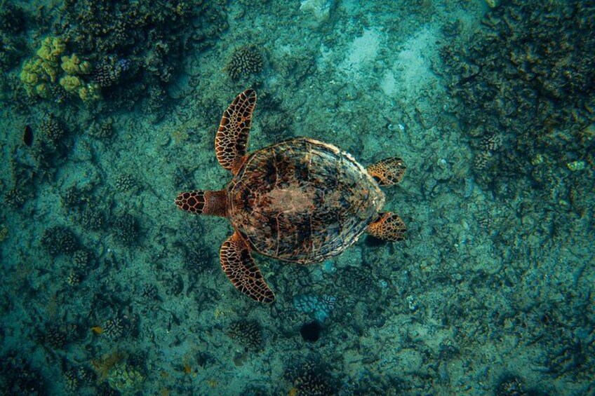 Moana’s Waikīkī Grand Guided Turtle Snorkel & Sailing Adventure 4