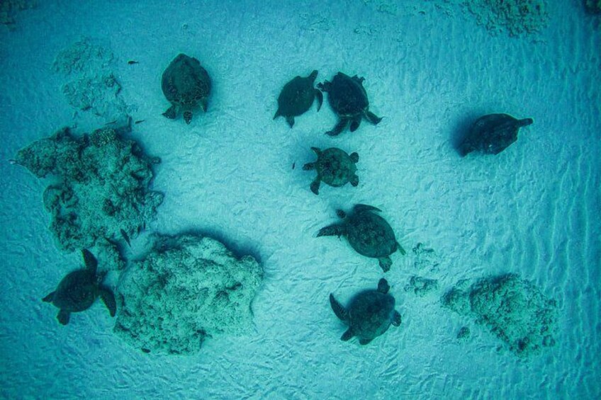 Moana’s Waikīkī Grand Guided Turtle Snorkel & Sailing Adventure 5