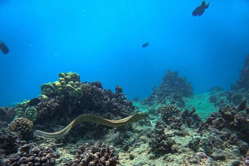 Moana’s Waikīkī Grand Guided Turtle Snorkel & Sailing Adventure 2
