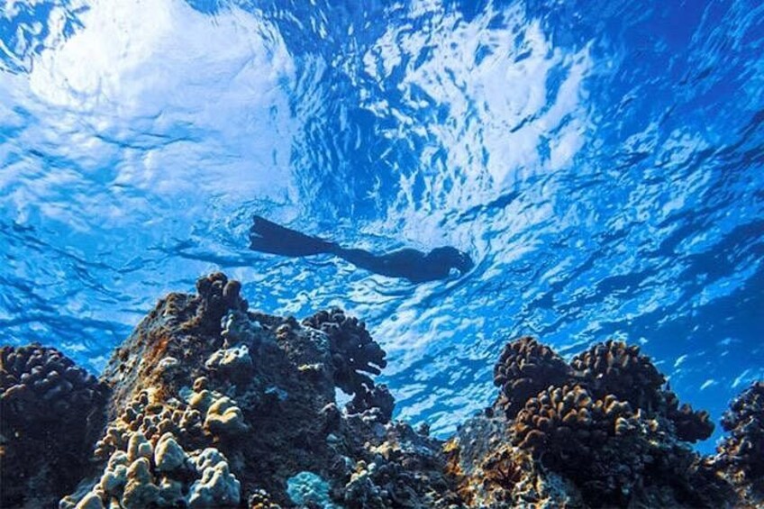 Moana’s Waikīkī Grand Guided Turtle Snorkel & Sailing Adventure 3