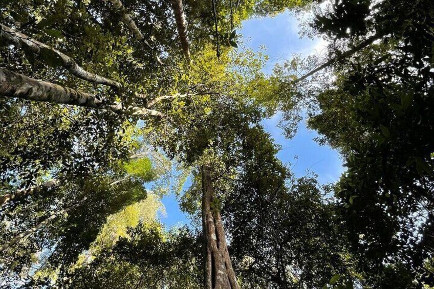 A tall tree with a clear sky in the background. 4