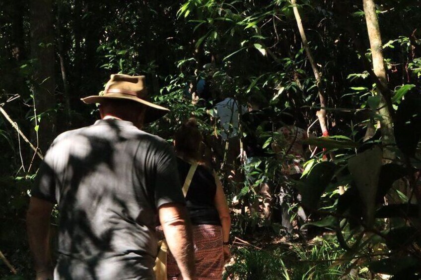 A person walking through a dense forest. 2