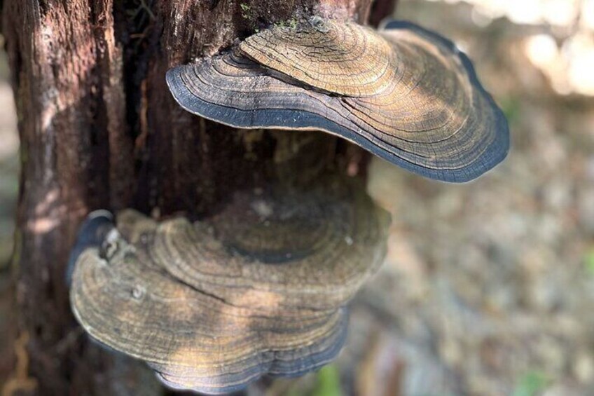 A cluster of bracket fungi growing on a tree trunk. 3
