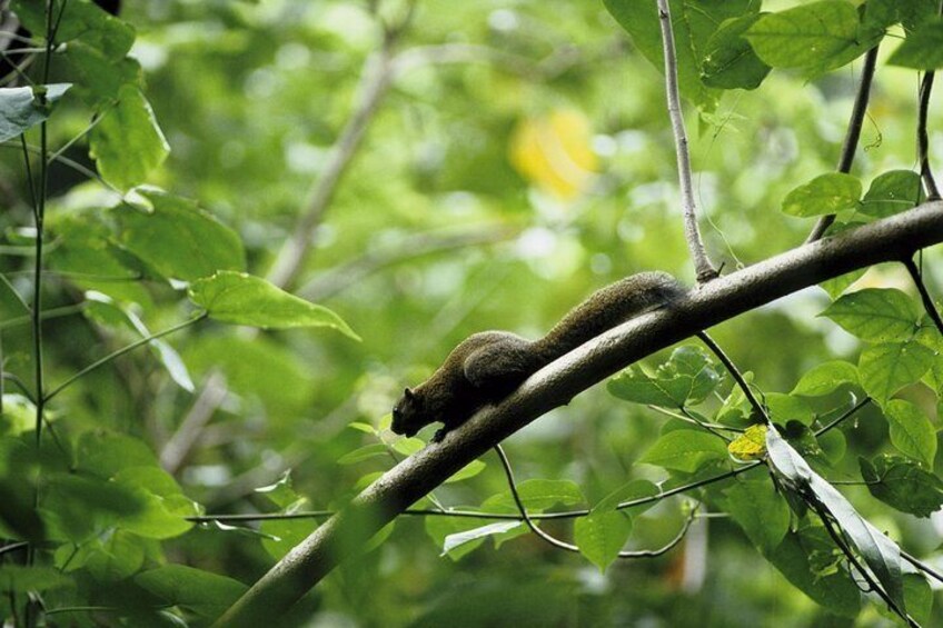 A squirrel on a tree branch in a green forest. 5