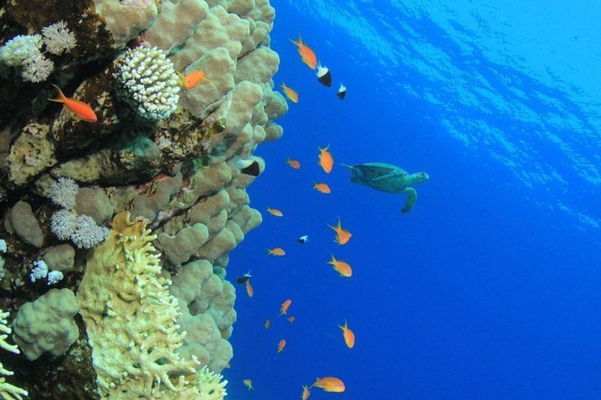 See Barbados marine life on this tour! 4