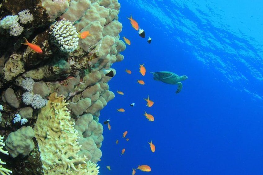 See Barbados marine life on this tour! 3
