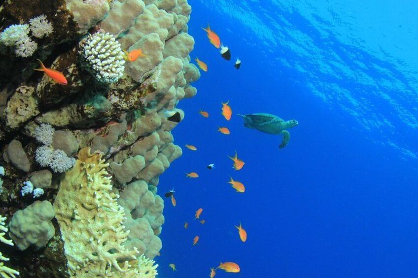 See Barbados marine life on this tour! 2