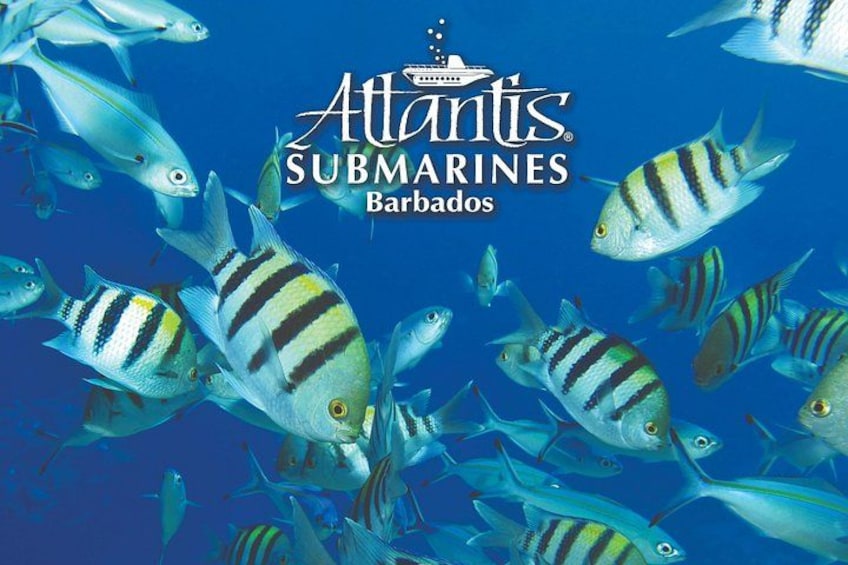 Awesome marine life! 3
