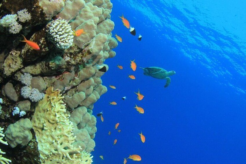 See Barbados marine life on this tour! 2