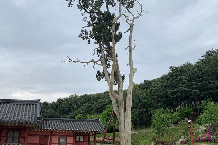 White Pine Tree, Holy Tree, in Palace 2