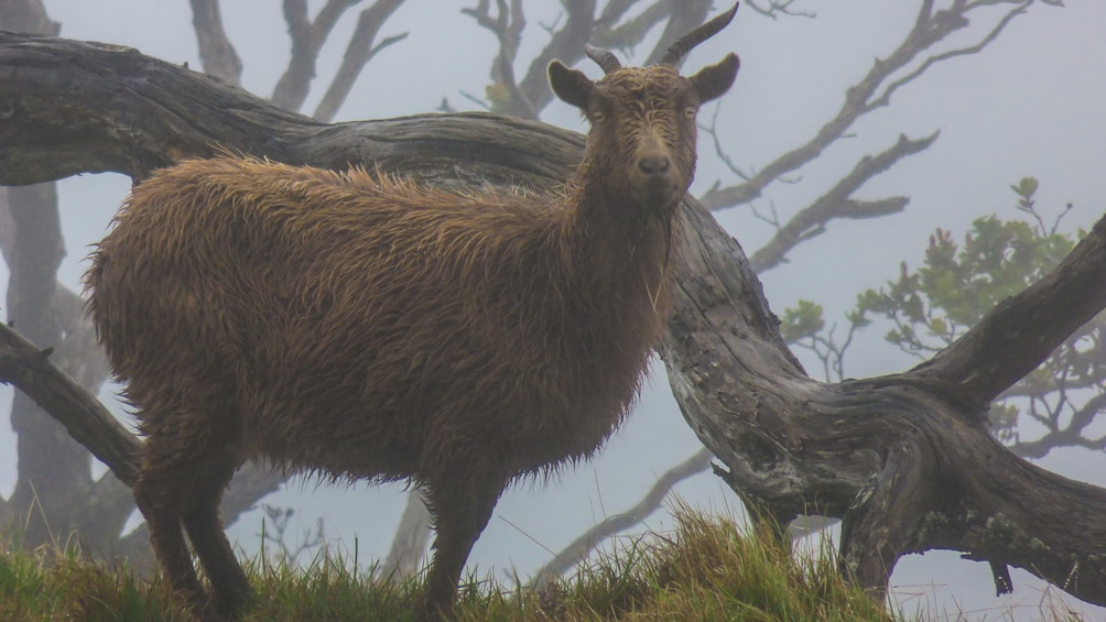 A brown goat standing in a grassy field with a large fallen tree trunk in the background. 2