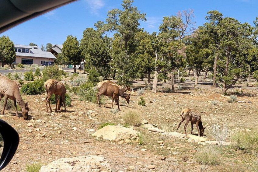 A group of deer grazing in a dry, rocky landscape with sparse vegetation and scattered trees. 3