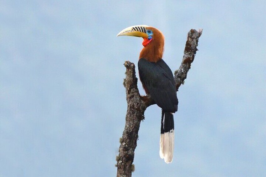 A bird with a large beak perched on a tree branch. 5