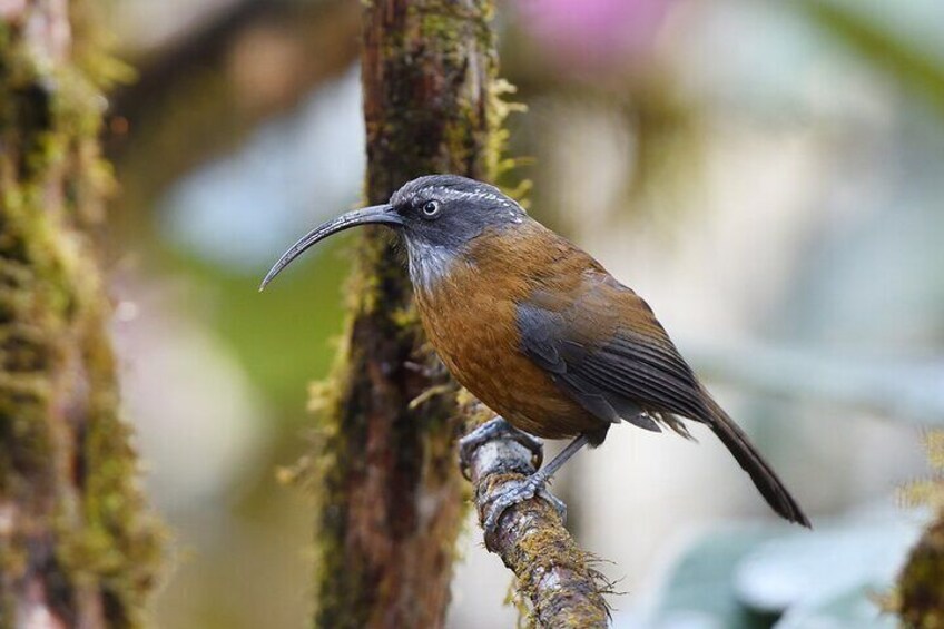 A bird perched on a moss-covered branch in a forest. 2