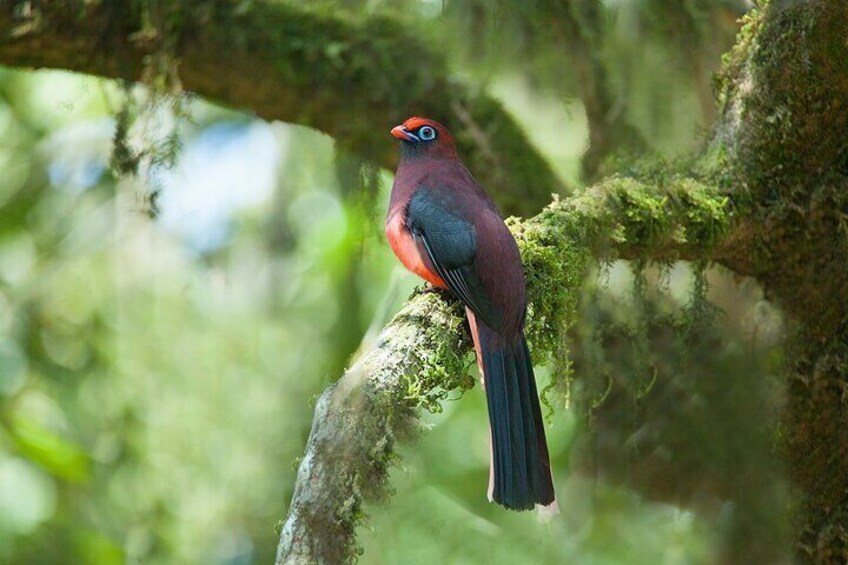 A bird perched on a moss-covered tree branch in a forest. 4