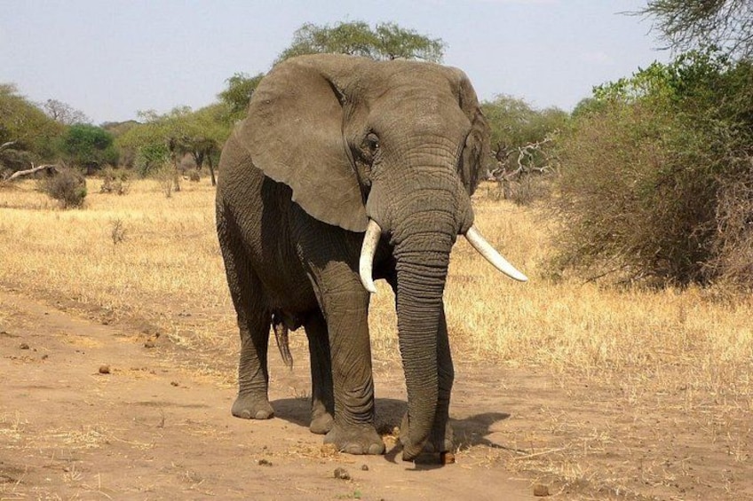 An elephant standing in a dry grassland with sparse trees in the background. 1