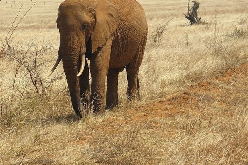 An elephant walking through a dry grassland with sparse vegetation. 4