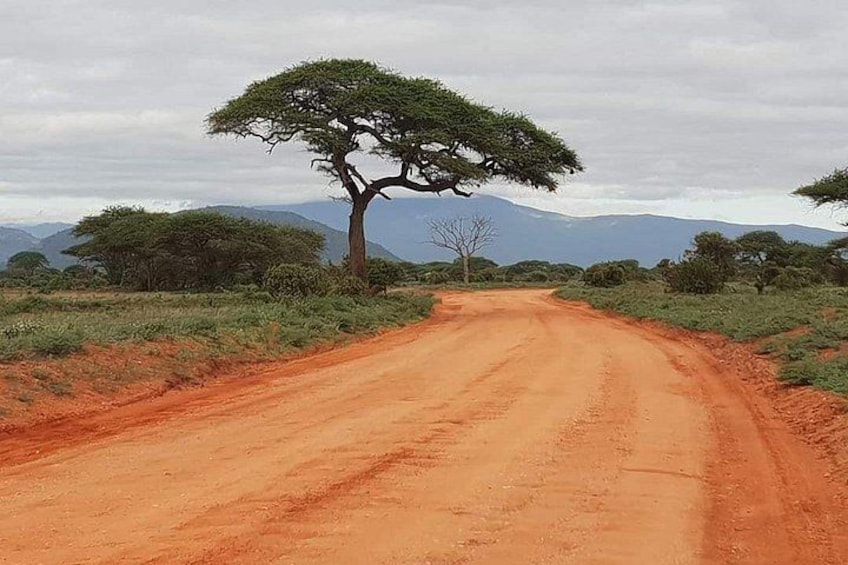 A dirt road with a solitary tree in the center, surrounded by sparse vegetation and distant mountains. 1