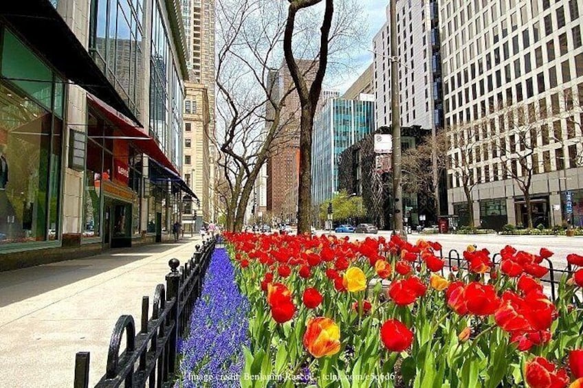 Una calle urbana flanqueada por edificios altos, una acera y una fila de tulipanes coloridos. 2