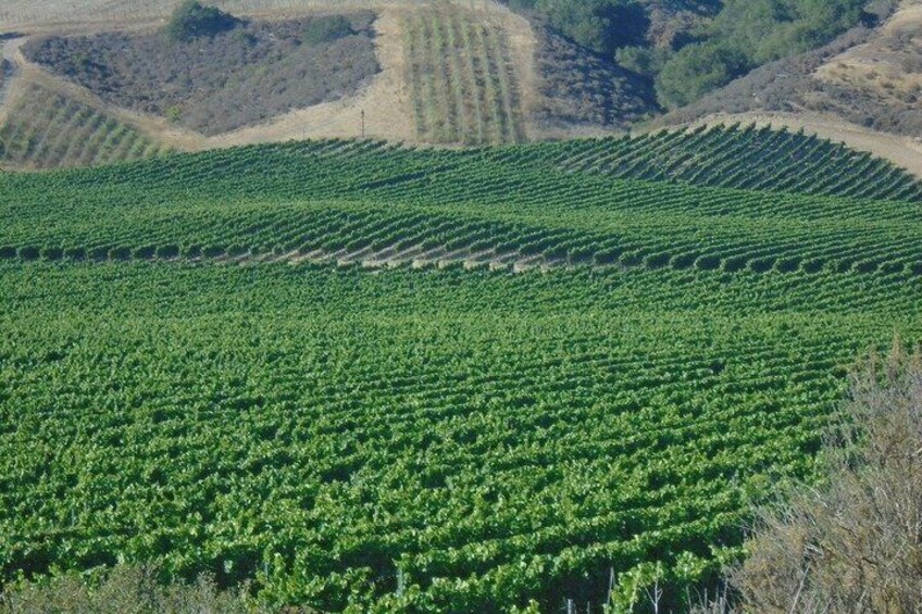 A vineyard with rows of grapevines. 1