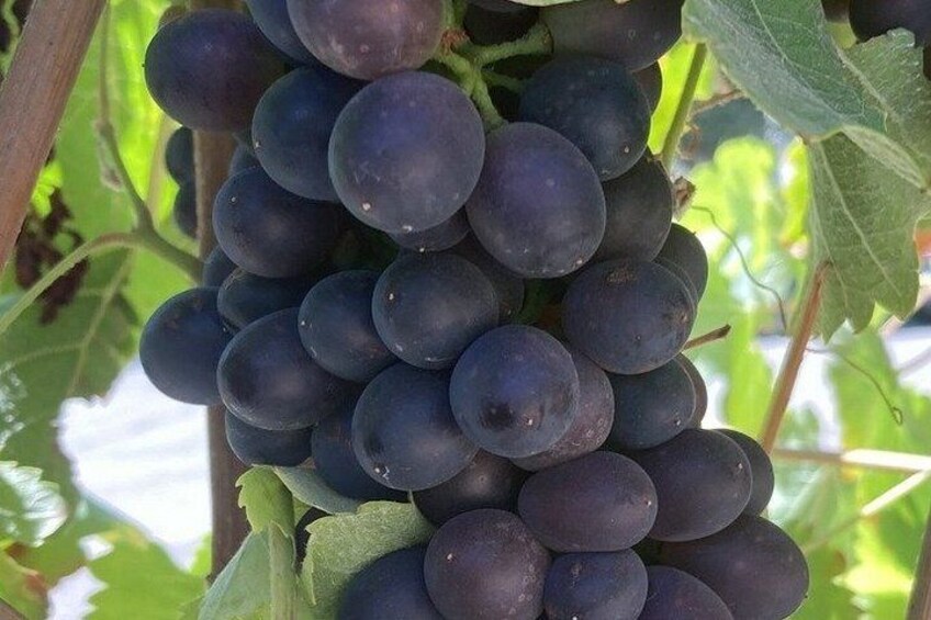 A bunch of dark purple grapes on a vine with green leaves. 1
