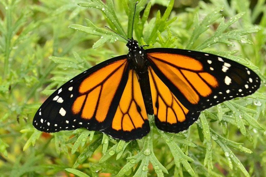 Butterflies in Mindo 2