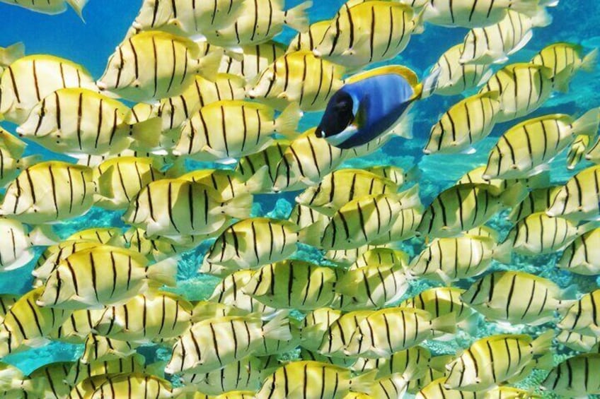 bora-bora-lagoon-service-reef-fish