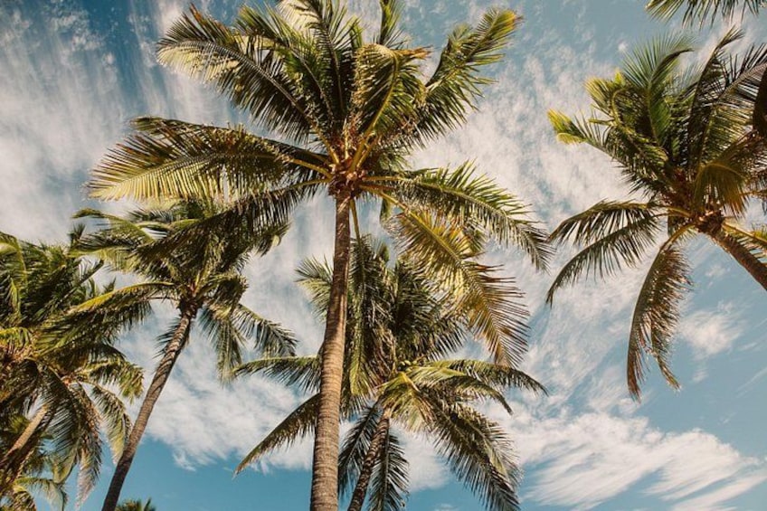 Tall palm trees against a blue sky with scattered clouds. 2