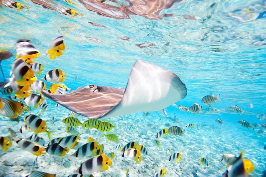 A stingray swimming among tropical fish in clear blue water. 3