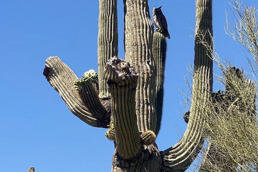 En høj saguarokaktus med flere arme, og en fugl sidder på en af grenene. 4