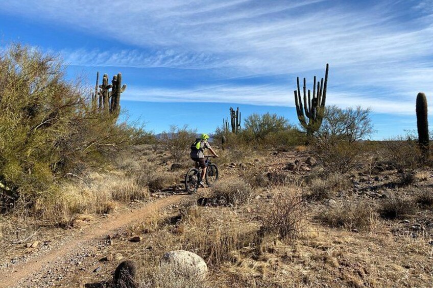 A mountain biker on a dirt trail surrounded by cacti and desert vegetation. 1