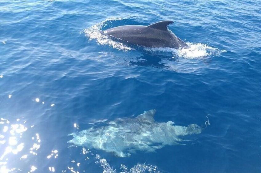Sailing Brac Island from Split:Small Group Tour in Half Day with Swim and Snacks 4