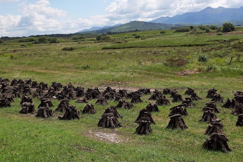 Ein Feld mit zahlreichen Baumstümpfen. 3