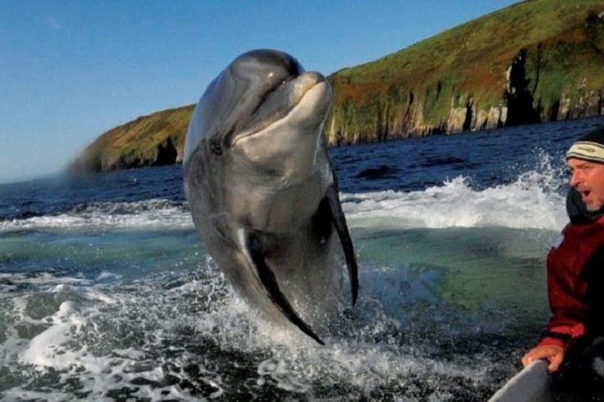 Ein Delfin springt aus dem Wasser, in der Nähe befindet sich ein Boot mit einer Person. 4