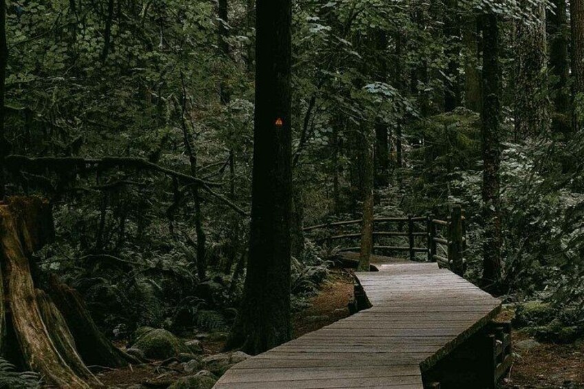 A wooden boardwalk through a dense forest with tall trees and ferns. 4