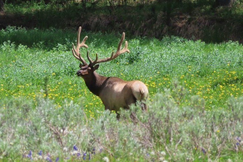 A large elk in a grassy field with yellow flowers and green foliage. 5