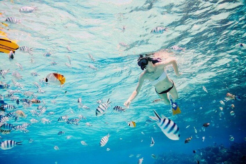snorkeling in coral garden - snorkeling dans un des jardins de corail de l'île 2