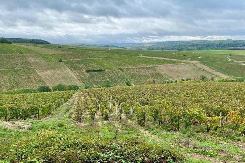 Private Burgundy 3 Domaines Chateau Pommard Chablis 15 Wines Trip 4