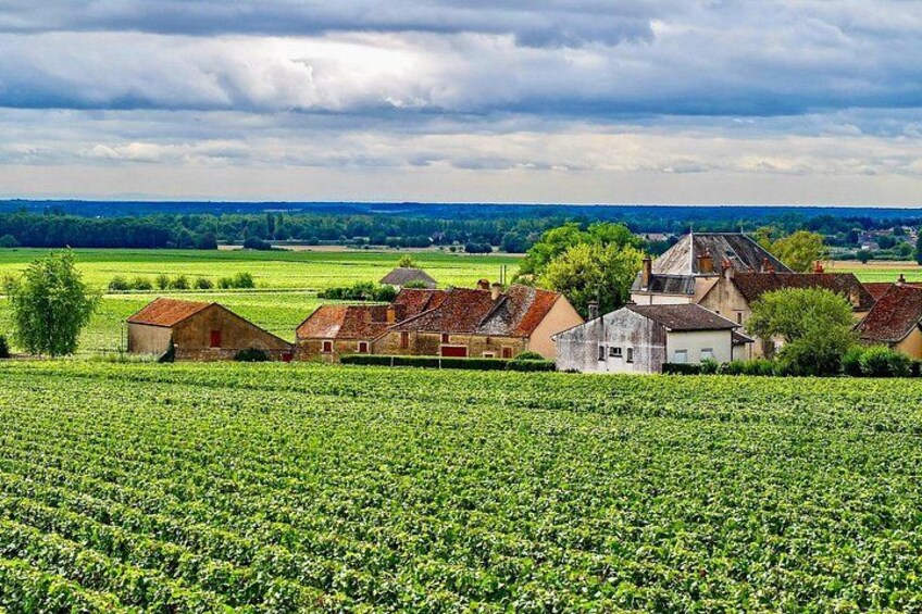 Wine fields. Burgundy. 5
