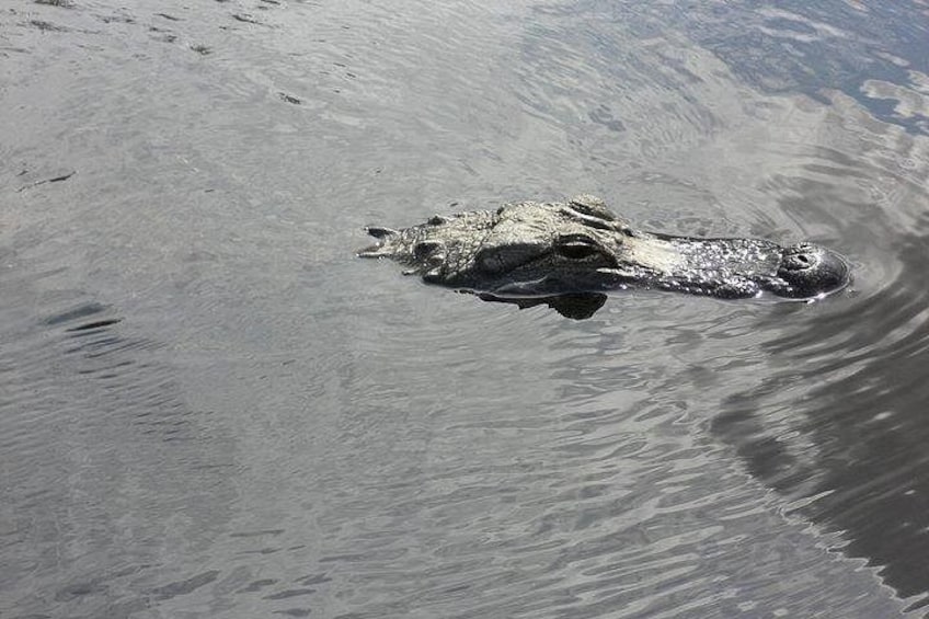 Everglades Airboat Tour from Fort Lauderdale with transportation 3